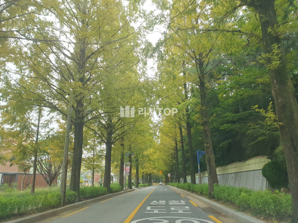 경남 창원시 성산구 용호동 \u2714\ufe0f가로수길 메인도로 최고입지/ 1층 상가임대/실41평/메인중의 메인/ 월매출 아주좋음/전망좋은 상가/ 바닥+시설 권리금 문의/카페,음식점 추천! 월세 매물번호 13436 사진 1